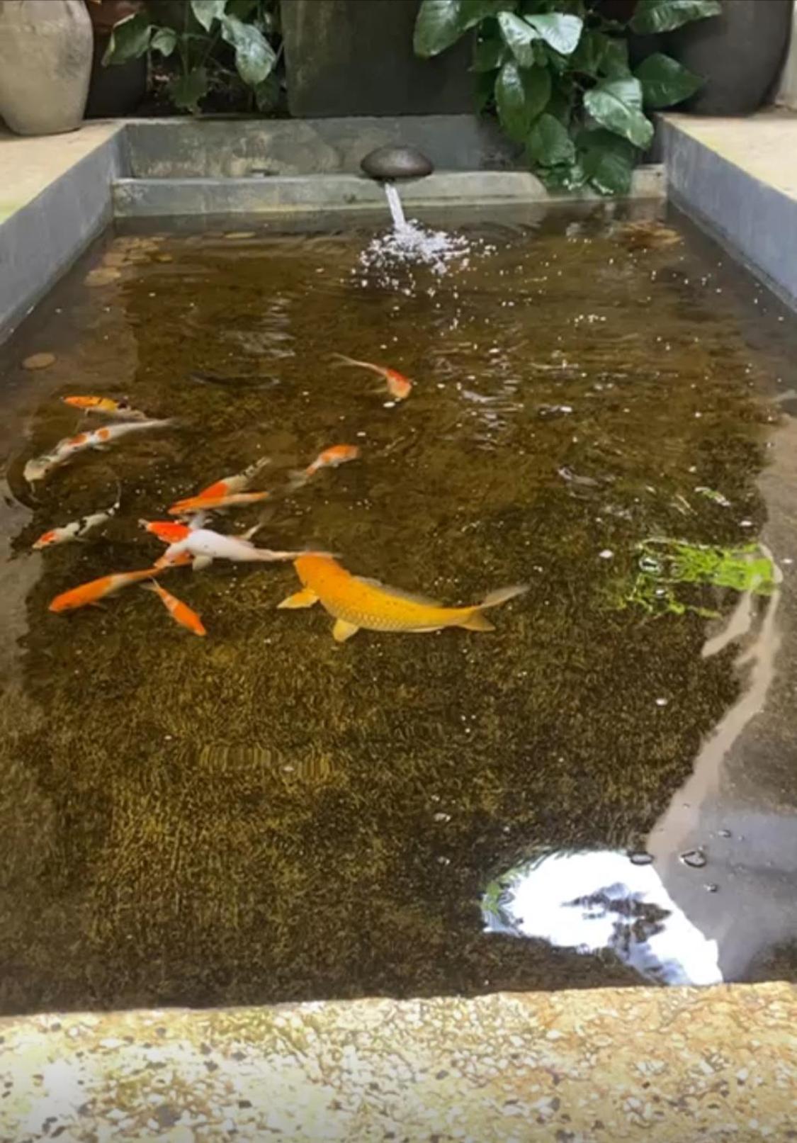 婆那马萨尼别墅 乌布 外观 照片